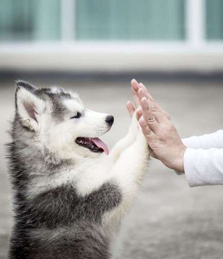 IQK9 PUPPY TRAINING