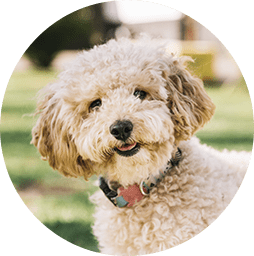 Dog Training Experts in Valley Center