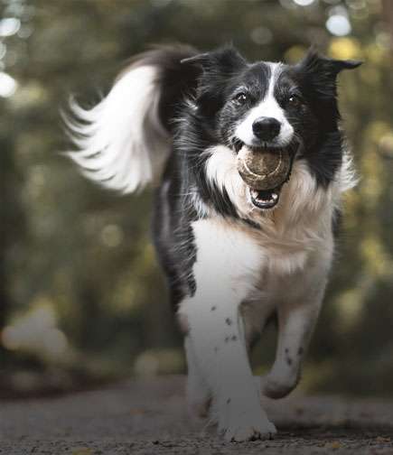 Dog Boarding