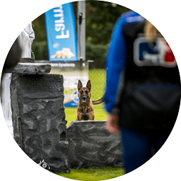 World Champion And Award Winning Dog Trainers