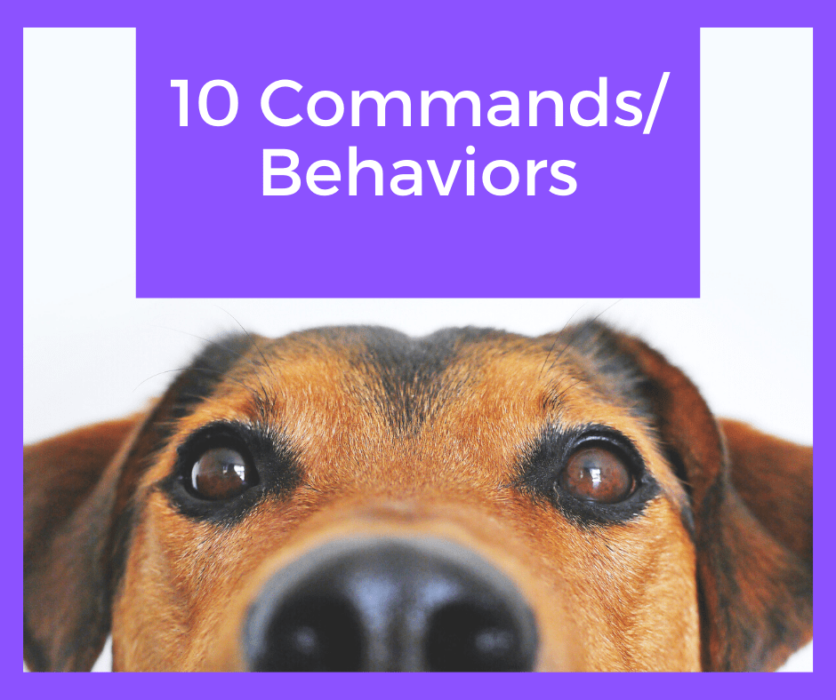 What Are The 7 Commands For A Dog