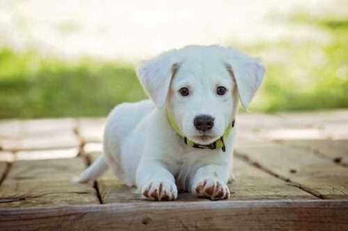Foundation for Your Puppy’s Success: The Importance of Early Training with IQ K9 Training