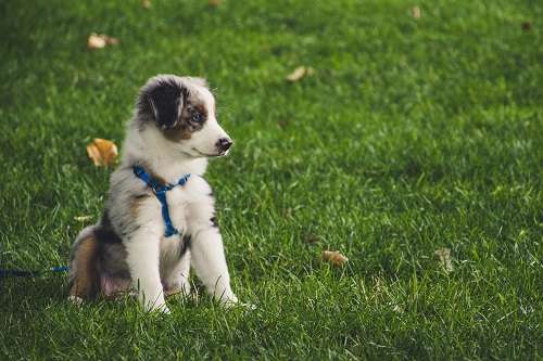Mastering the Basics: The Importance of Obedience Training for Dogs in Oceanside