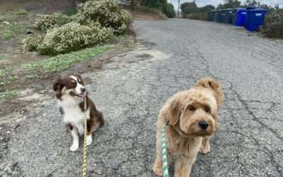 Dog Training Valley Center: Building Reliable, Real-World Obedience for Your Dog