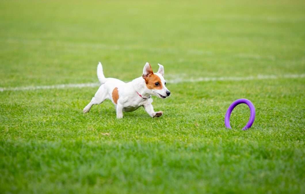 Turning Behavioral Challenges into Success Stories With IQ K9 Training