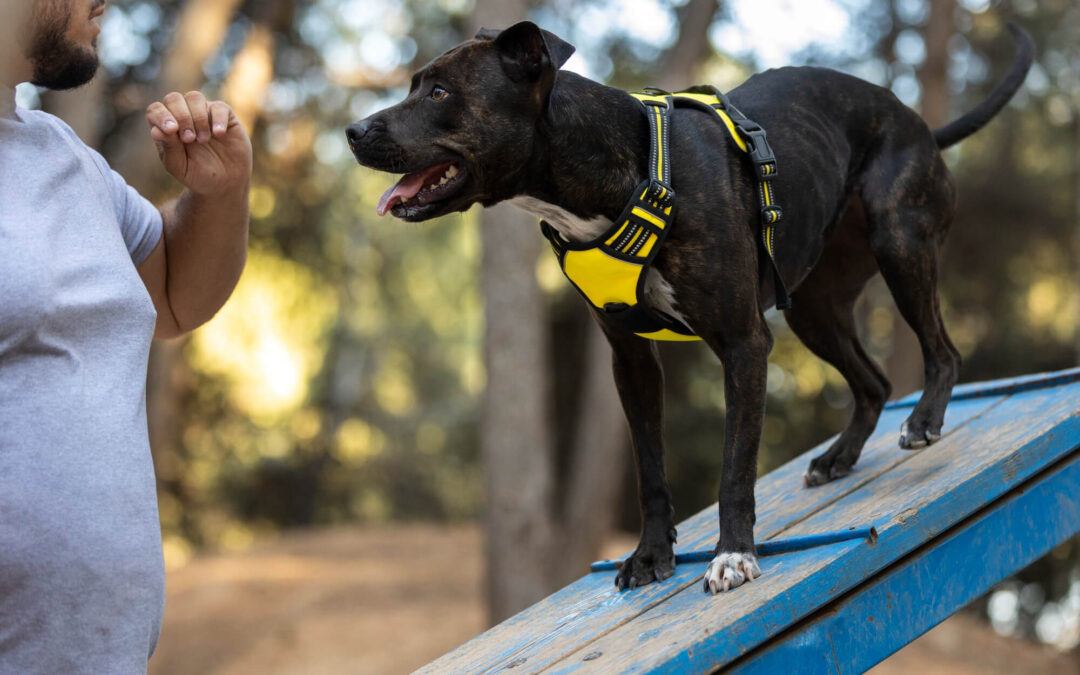 Convenient and Effective: Board and Train Options for Dog Owners in Poway