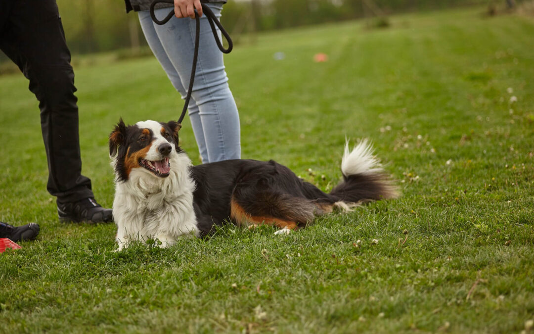 From Basic Commands to Advanced Skills: Comprehensive Dog Training Options in Camp Pendleton