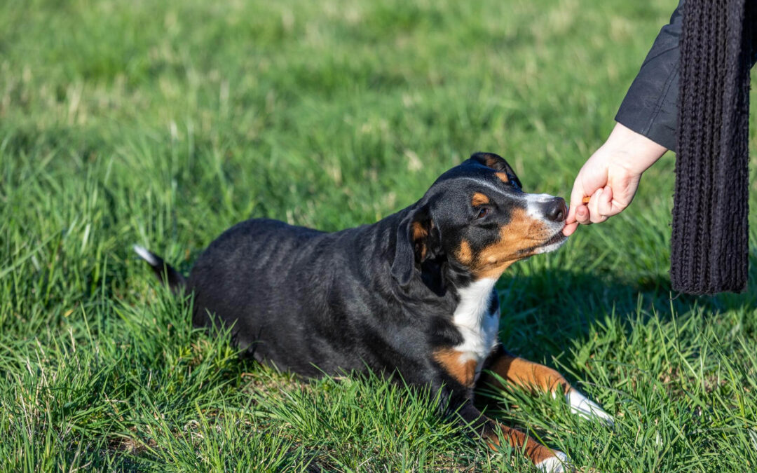 The Importance of Socialization in Puppy Training in Carlsbad, CA