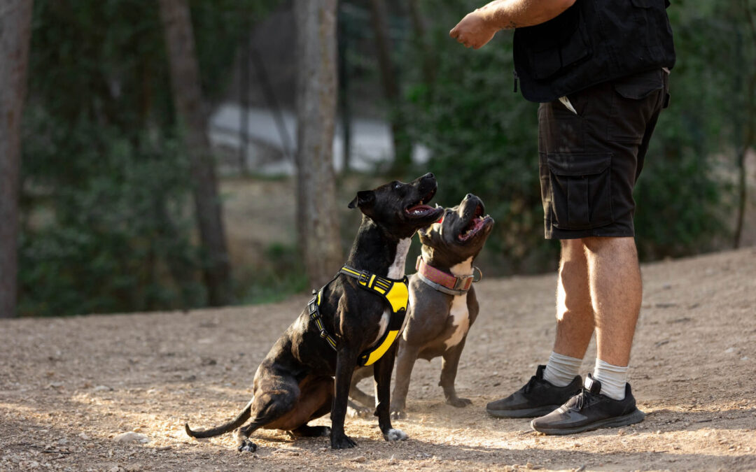 The Key to a Well-Behaved Pup: Board and Train Services in Vista, CA