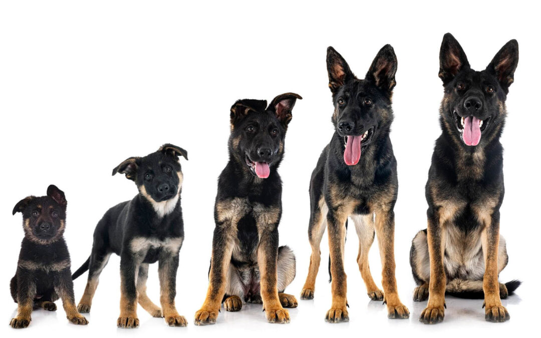 Training for All Ages: Options Available at IQ K9 Training for Puppies, Adult Dogs, and Seniors in San Marcos, CA