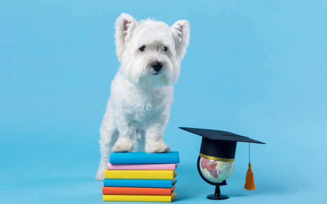 A Lifetime of Learning: Continuing Education for You and Your Dog at IQ K9 Training