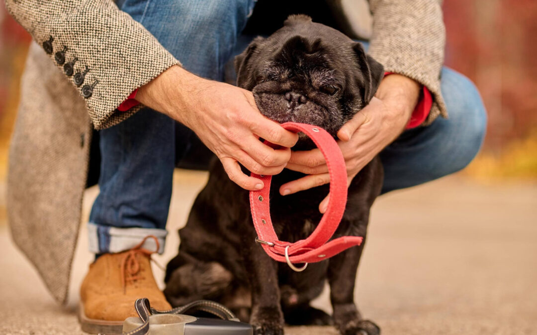 Off-Leash Training Your Dog’s Potential: The Benefits of Escondido Dog Training with IQ K9 Training