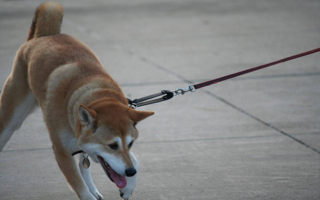 Addressing Common Behavior Issues with Dog Training in Fallbrook, CA