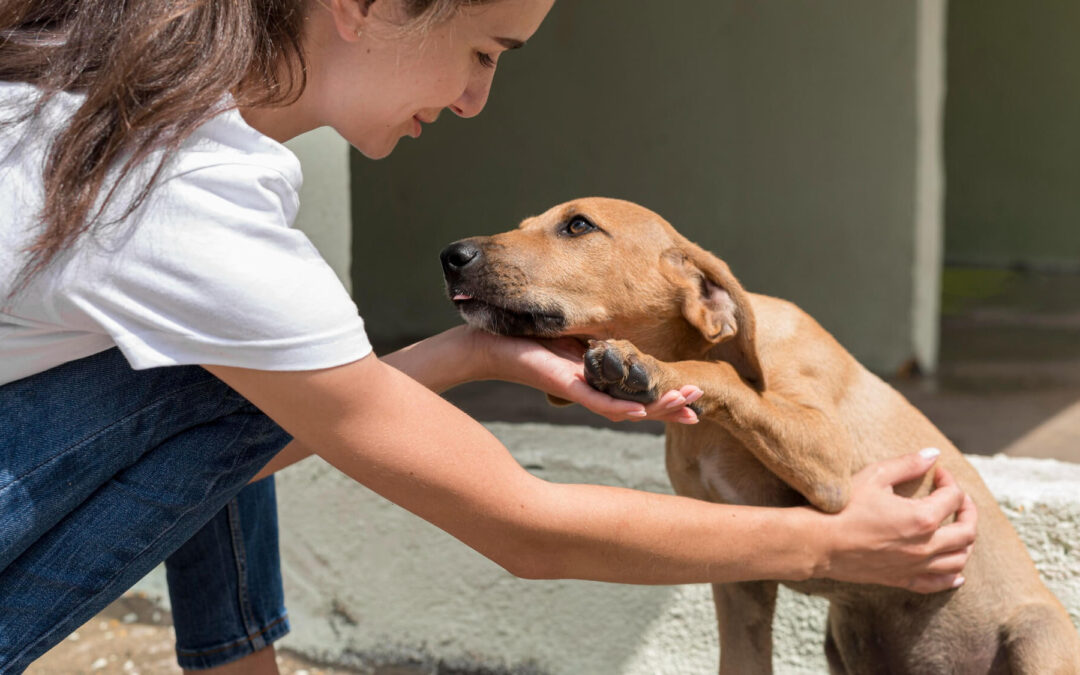 From Rescue to Canine Companion: How Training Can Help Shelter Dogs in Their Forever Homes with IQ K9 Training