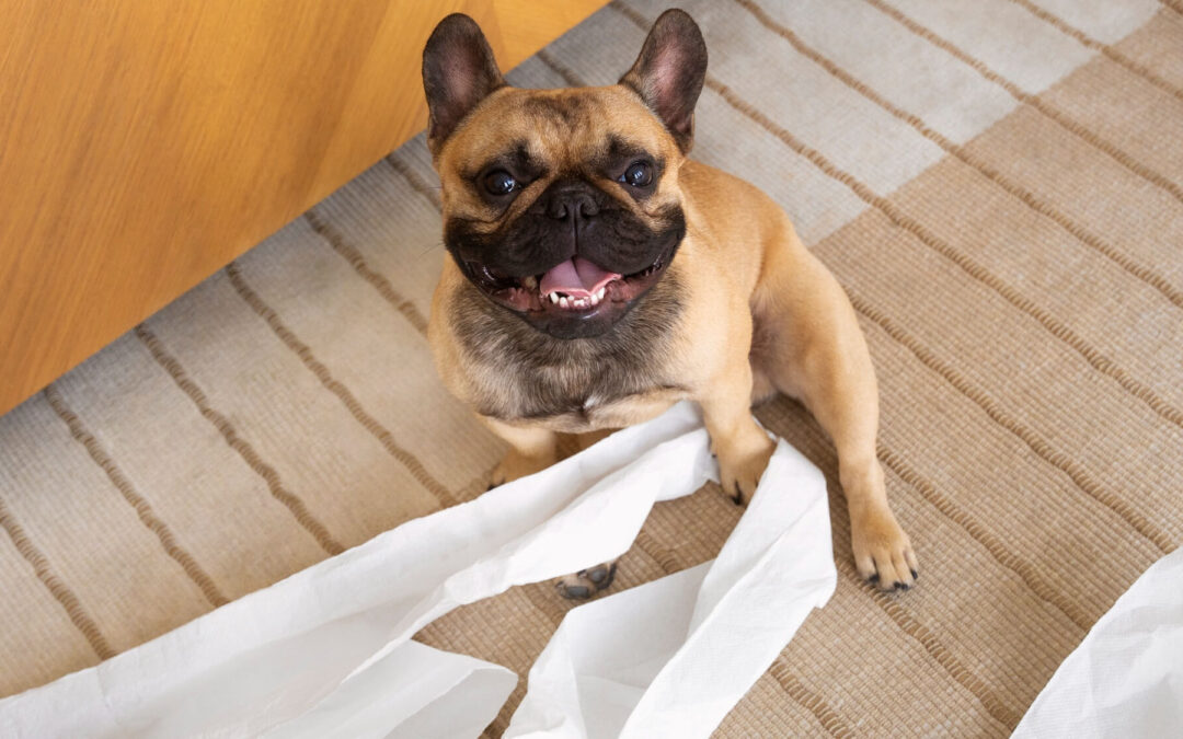 Breaking Disobedience with IQ K9 Training: Turning Smart Dogs into Reliable Companions