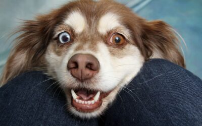 Resolving Attention-Seeking Behaviors with IQ K9 Training in Encinitas, CA