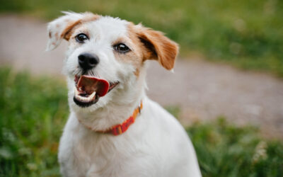 Setting a Strong Foundation for Your Puppy’s Success: Early Training with IQ K9 Training in Murrieta, CA