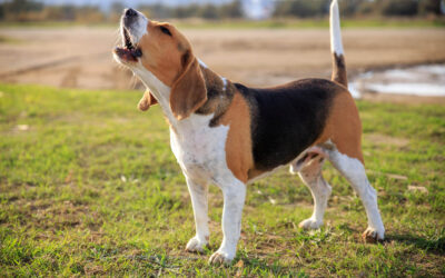 Barking: What’s Normal, What’s Too Much, and How IQ K9 Training Can Help