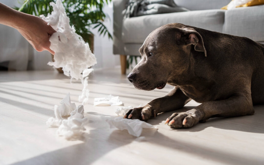 From Misbehavior to Mastery: Behavior Modification with IQ K9 Training in Valley Center