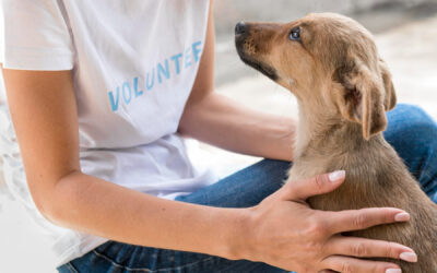 How Building a Strong Relationship with Your Dog Can Lead to Lasting Results