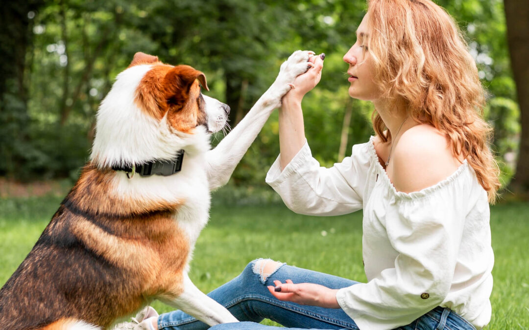 Polite Greetings: Teaching Dogs to Meet People and Other Dogs with Confidence