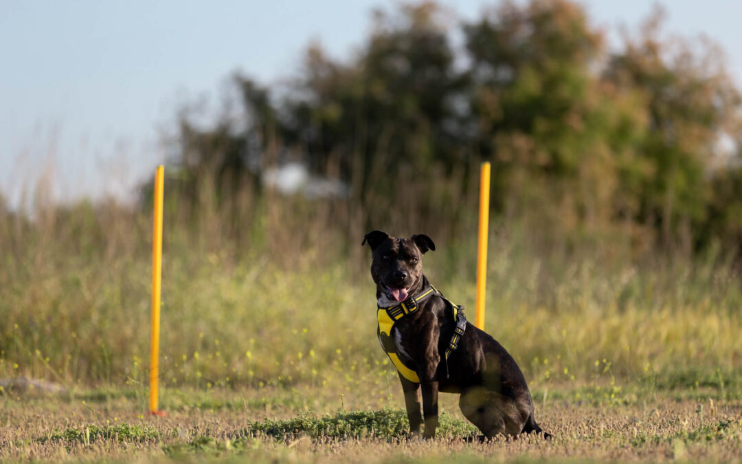 The Power of the “Place” Command with IQ K9 Training in San Marcos, CA